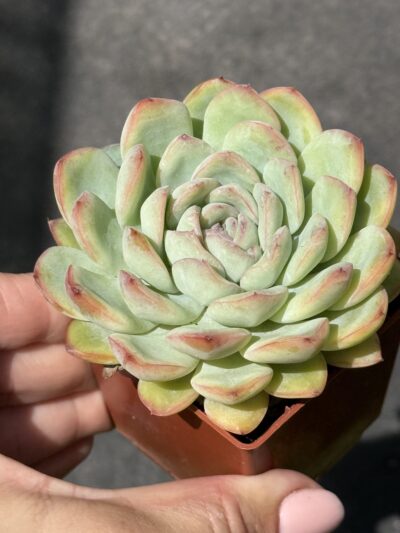 Echeveria pulidonis x laui - Зображення 2