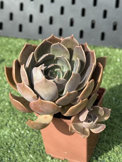Echeveria Brown Olive - Зображення 3