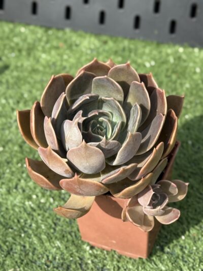 Echeveria Brown Olive - Зображення 2