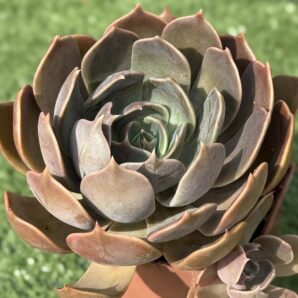 Echeveria Brown Olive