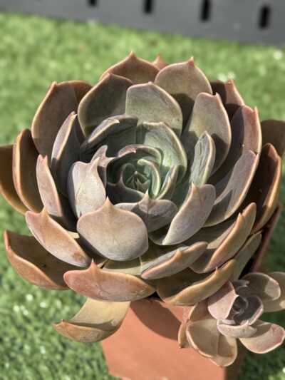 Echeveria Brown Olive