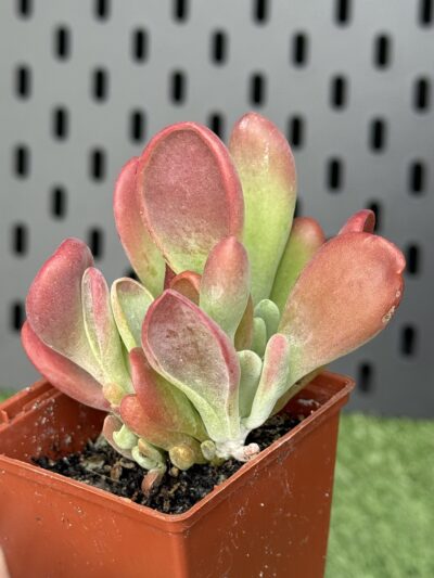Kalanchoe Oricula - Зображення 2