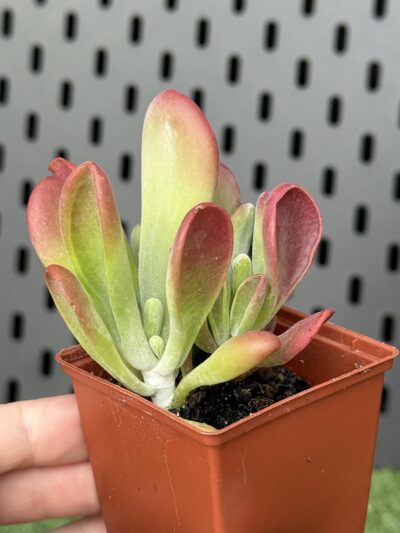 Kalanchoe Oricula - Зображення 3