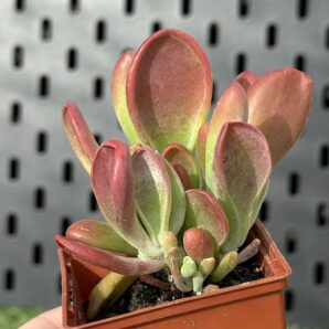 Kalanchoe Oricula