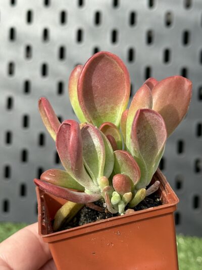 Kalanchoe Oricula