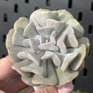Echeveria Cubic Frost