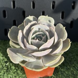 Echeveria lilacina x Debbie