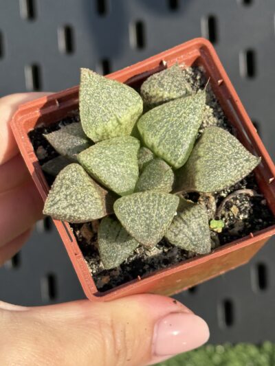 Haworthia pygmaea crystallina - Зображення 3
