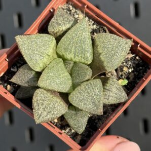 Haworthia pygmaea crystallina