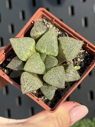 Haworthia pygmaea crystallina