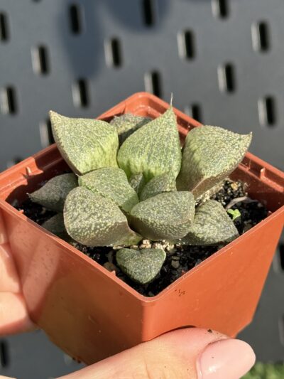 Haworthia pygmaea crystallina - Зображення 2