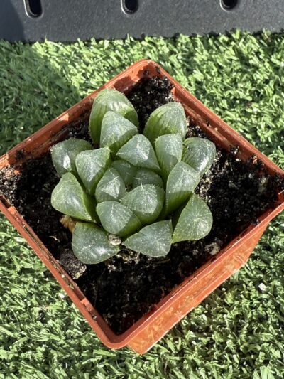 Haworthia cooperi - Зображення 3