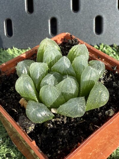 Haworthia cooperi - Зображення 2