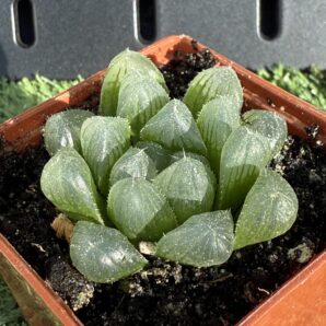 Haworthia cooperi