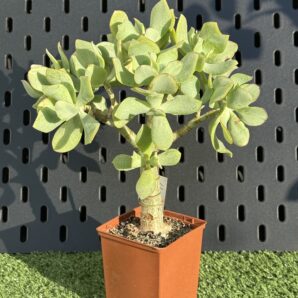 Crassula Ovata Blue Bird