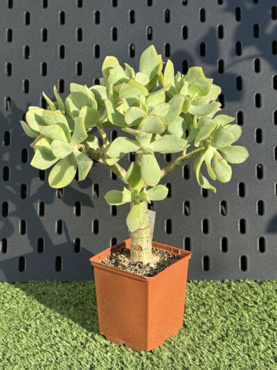 Crassula Ovata Blue Bird
