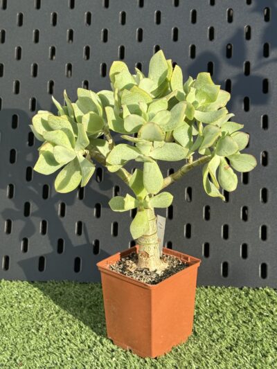 Crassula Ovata Blue Bird - Зображення 3