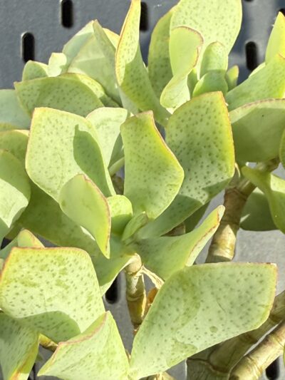 Crassula Ovata Blue Bird - Зображення 2