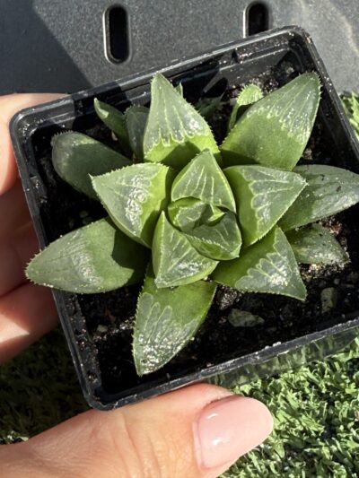 Haworthia retusa - Зображення 3