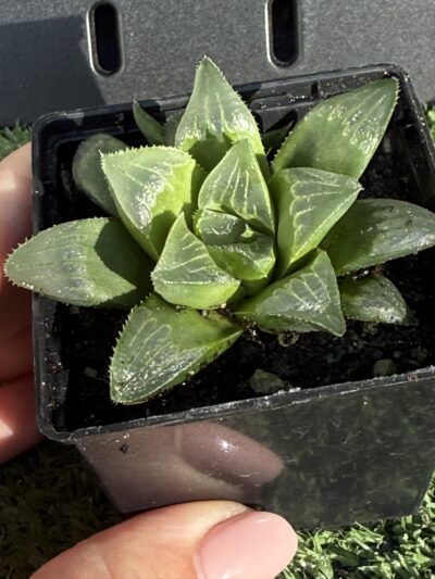 Haworthia retusa - Зображення 2