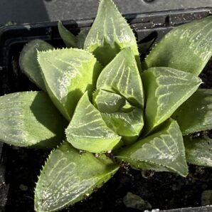 Haworthia retusa