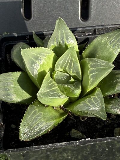 Haworthia retusa