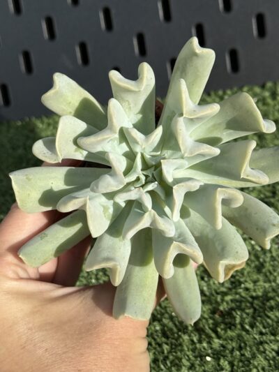 Echeveria Topsy Turvy - Зображення 3