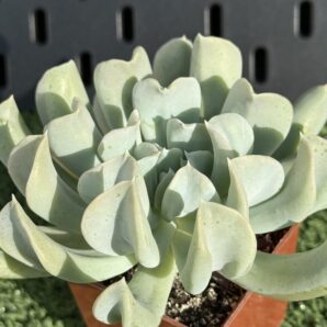 Echeveria Topsy Turvy