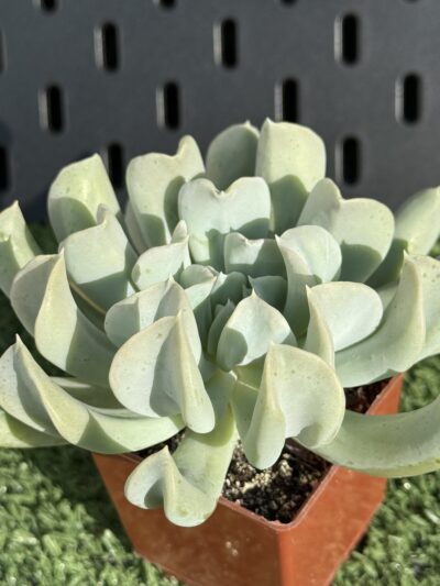 Echeveria Topsy Turvy