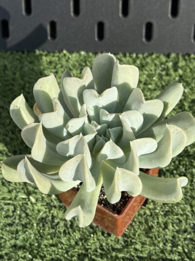 Echeveria Topsy Turvy - Зображення 2