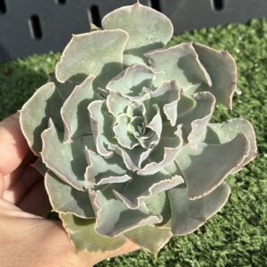 Echeveria Shaviana