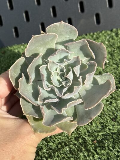 Echeveria Shaviana