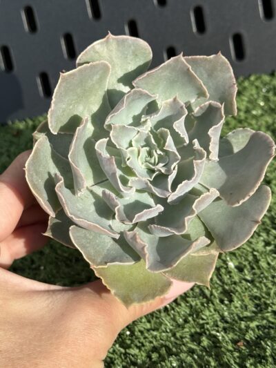 Echeveria Shaviana - Зображення 4