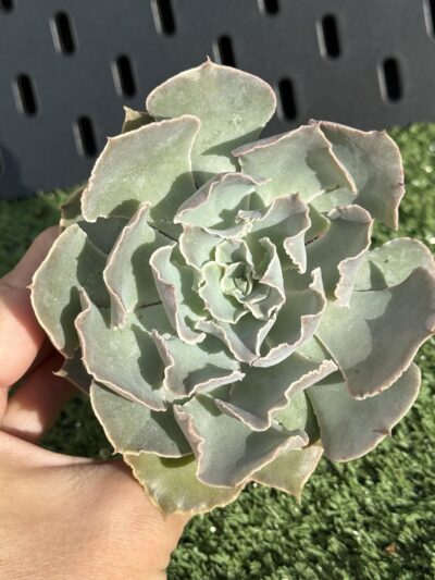 Echeveria Shaviana - Зображення 3