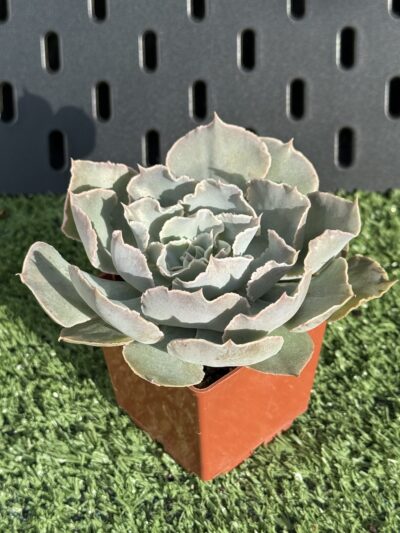 Echeveria Shaviana - Зображення 2