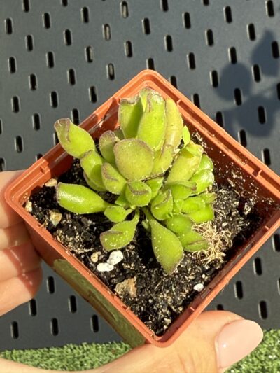 Adromischus cristatus Kleinpoort - Зображення 2