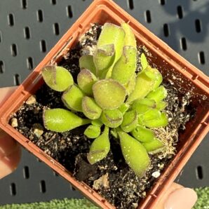 Adromischus cristatus Kleinpoort