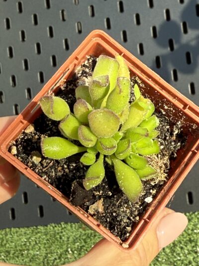 Adromischus cristatus Kleinpoort