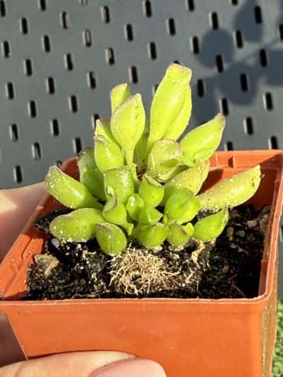Adromischus cristatus Kleinpoort - Зображення 4