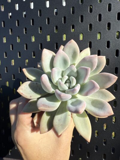 Pachyveria Opalina - Зображення 2