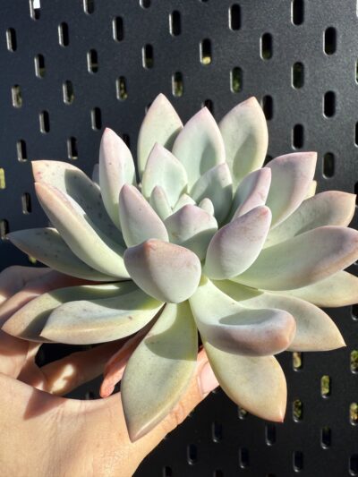 Pachyveria Opalina - Зображення 3