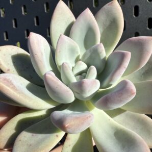 Pachyveria Opalina