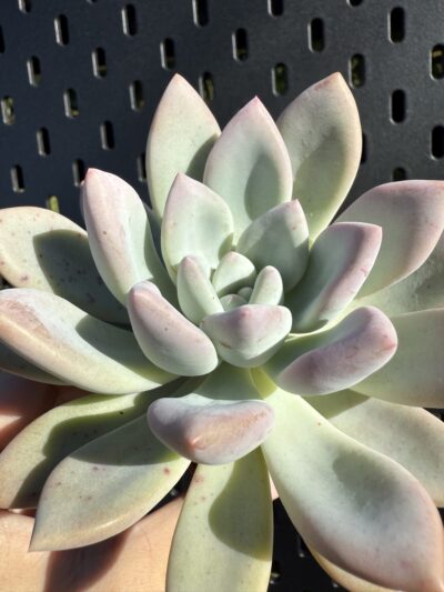 Pachyveria Opalina