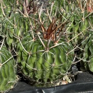 Echinofossulocactus crispatus