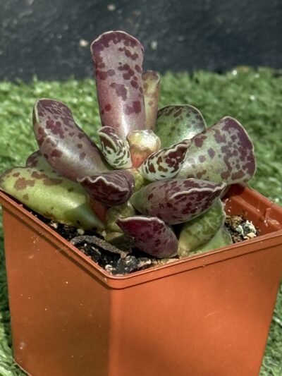 Adromischus cooperi - Зображення 3