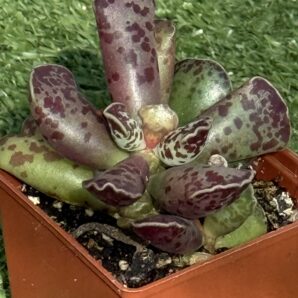Adromischus cooperi