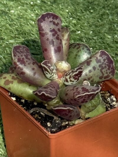 Adromischus cooperi