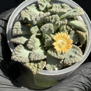 Titanopsis calcarea