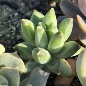 Pachyphytum compactum Purple Diamond