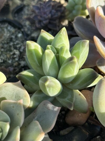 Pachyphytum compactum Purple Diamond